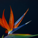 Image for article titled Complementary Colors 2